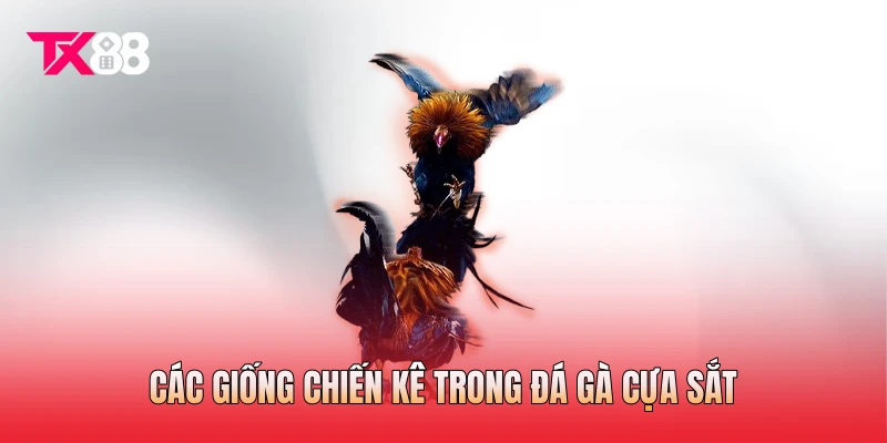 Các giống chiến kê trong đá gà cựa sắt Các giống chiến kê trong đá gà cựa sắt