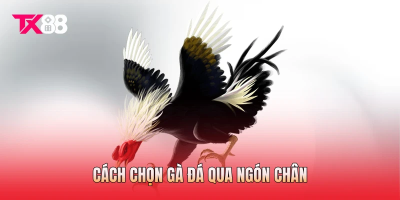 Cách chọn gà đá qua ngón chân