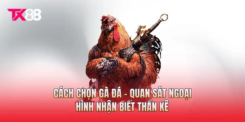 Cách Chọn Gà Đá - Quan Sát Ngoại Hình Nhận Biết Thần Kê