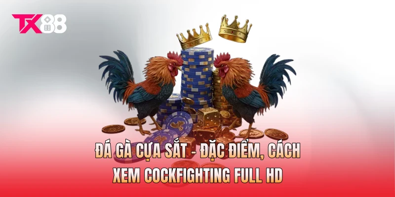 Đá Gà Cựa Sắt - Đặc Điểm, Cách Xem Cockfighting Full HD