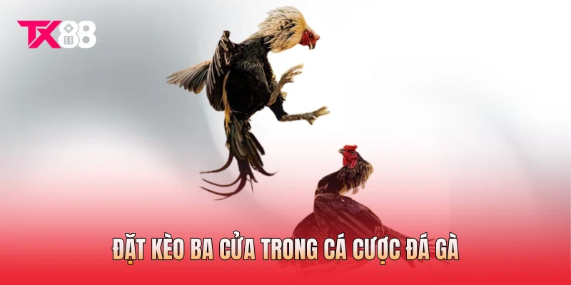 Đặt kèo ba cửa trong cá cược đá gà
