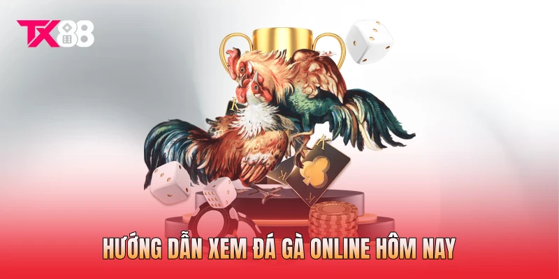 Hướng dẫn xem đá gà online hôm nay Hướng dẫn xem đá gà online hôm nay