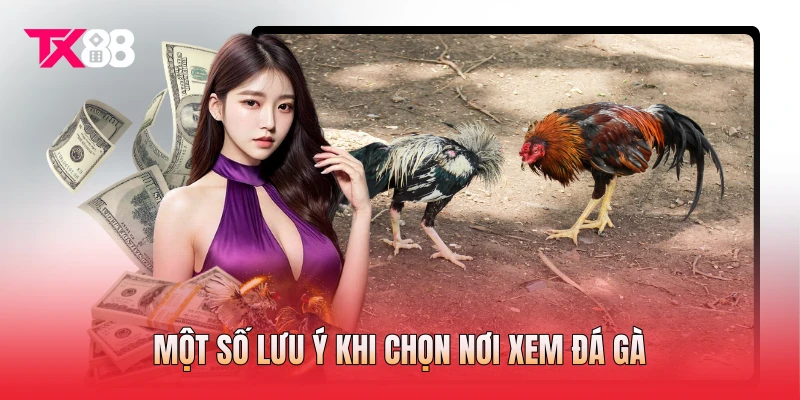 Một số lưu ý khi chọn nơi xem đá gà Một số lưu ý khi chọn nơi xem đá gà