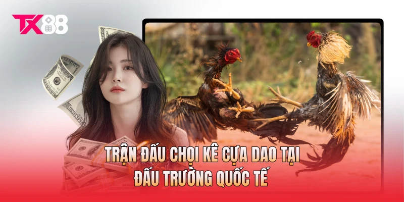 Trận đấu chọi kê cựa dao tại đấu trường quốc tế Trận đấu chọi kê cựa dao tại đấu trường quốc tế