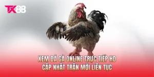 Xem Đá Gà Online Trực Tiếp HD, Cập Nhật Trận Mới Liên Tục