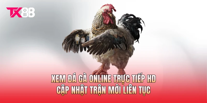 Xem Đá Gà Online Trực Tiếp HD, Cập Nhật Trận Mới Liên Tục